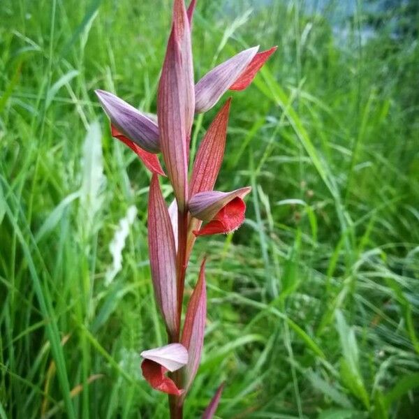 Serapias vomeracea Flower