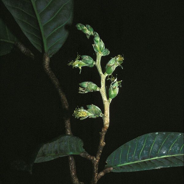 Couepia bracteosa Flower