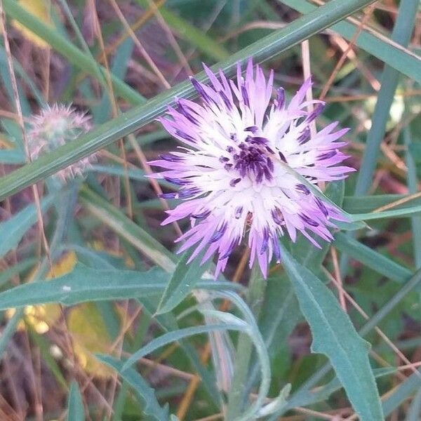 Centaurea aspera Žiedas