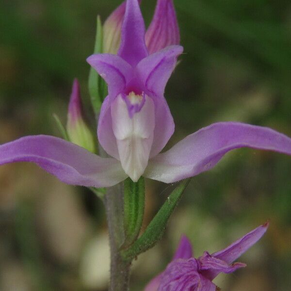 Cephalanthera rubra ফুল