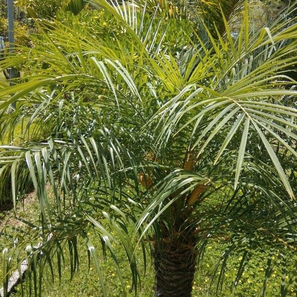 Phoenix reclinata Folha