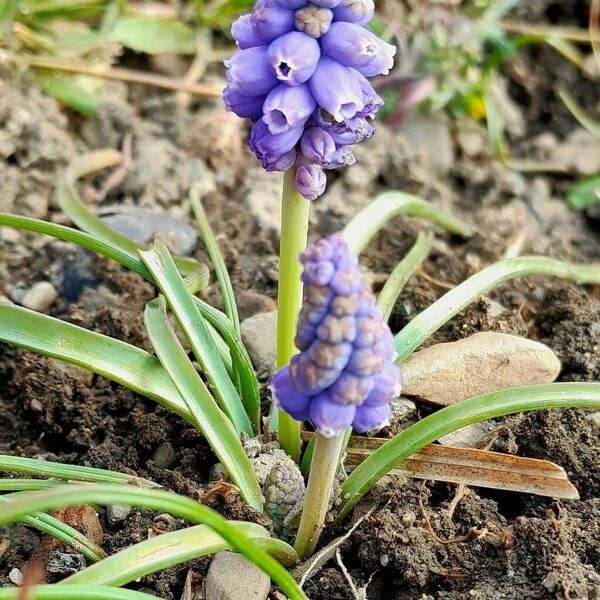 Muscari botryoides Costuma