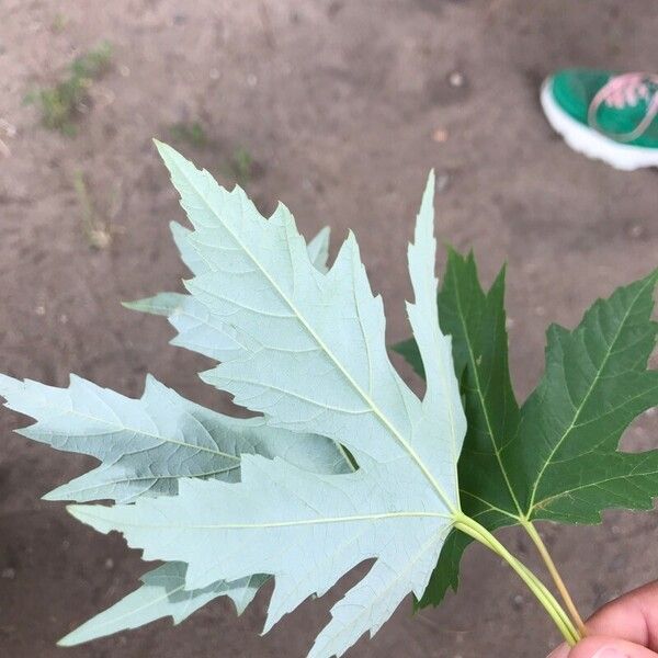 Acer saccharinum Blad