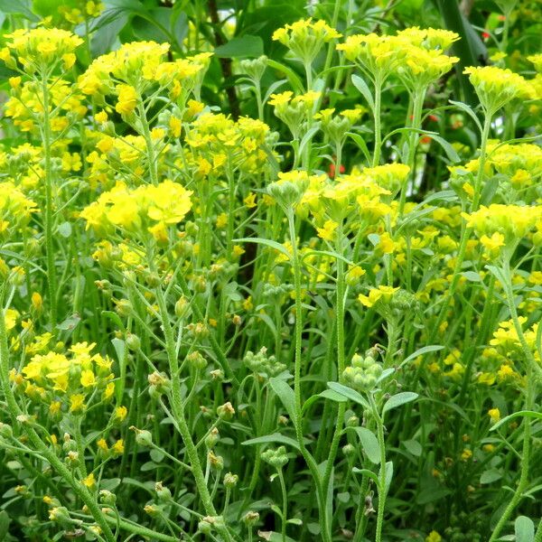 Alyssum montanum Habit