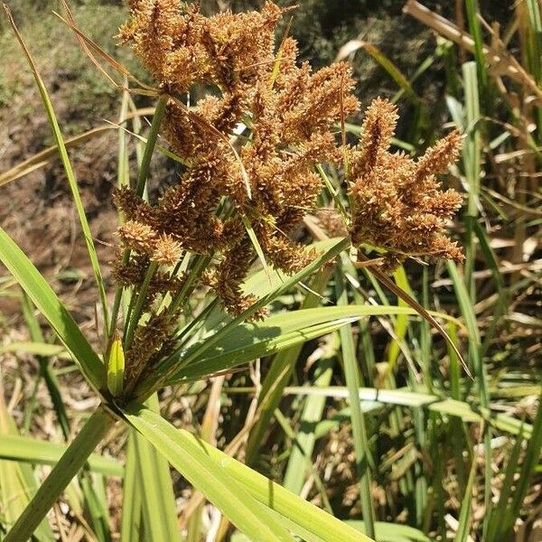 Cyperus latifolius Fiore