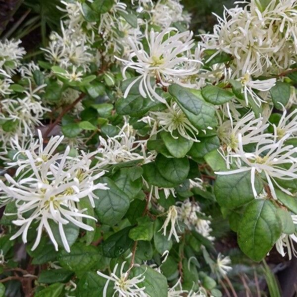 Loropetalum chinense Flower