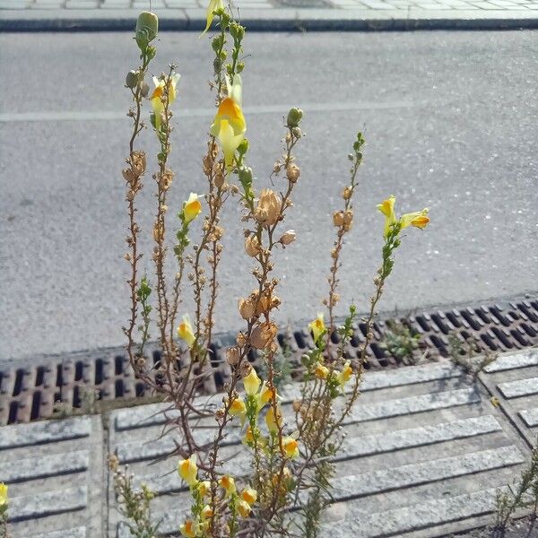 Linaria genistifolia Habitus