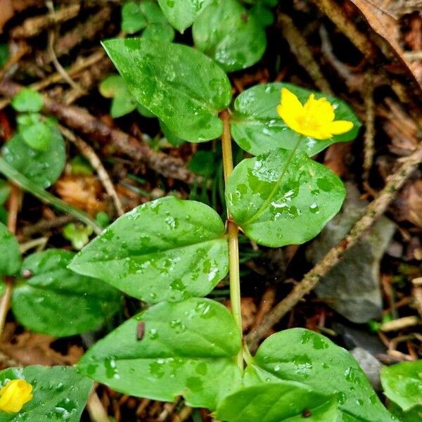 Lysimachia nemorum পাতা