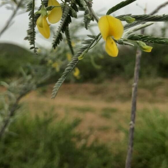 Sesbania sesban Flower