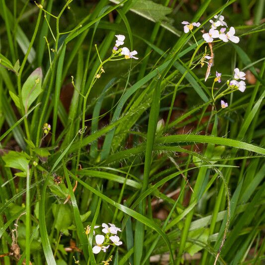 Arabidopsis halleri 形態