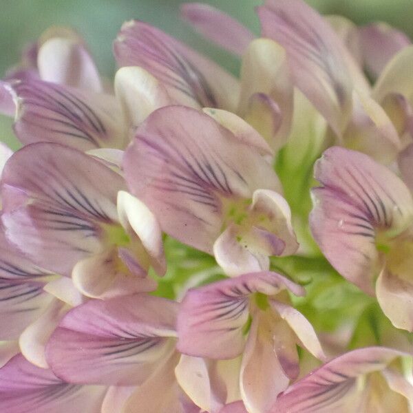 Medicago sativa Flower