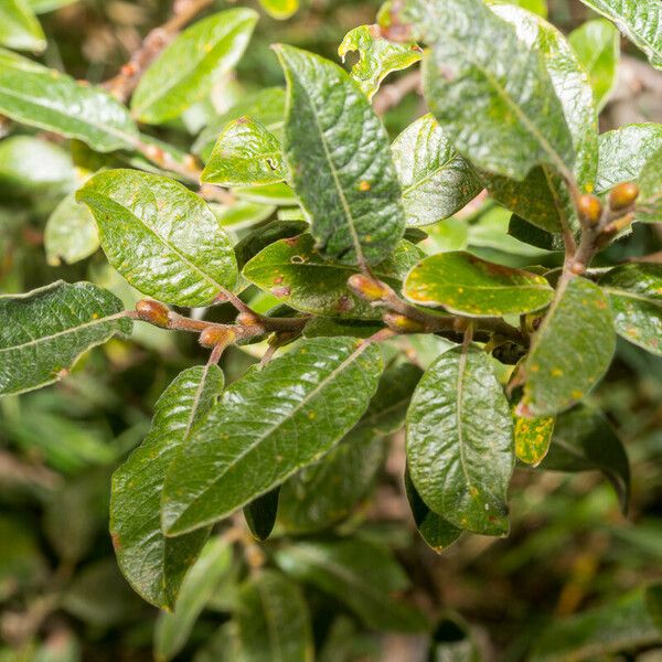 Salix helvetica Blatt