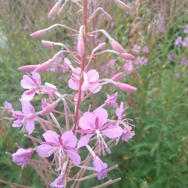 Epilobium angustifolium Floro