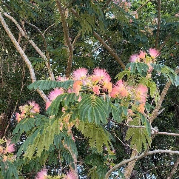 Albizia julibrissin Λουλούδι