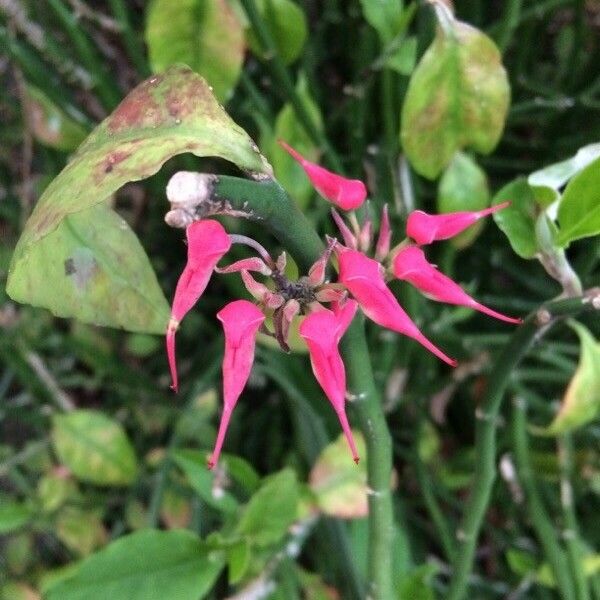 Pedilanthus tithymaloides Flors