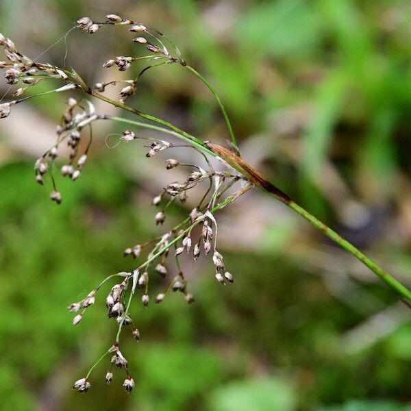 Luzula sylvatica Fiore