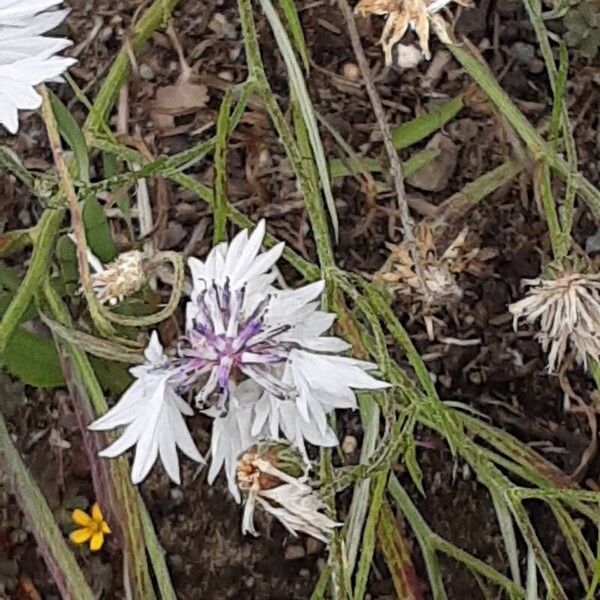 Centaurea cyanus Цвят