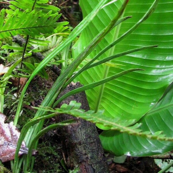 Polytaenium lineatum Feuille