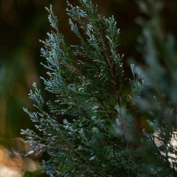 Juniperus scopulorum Leaf