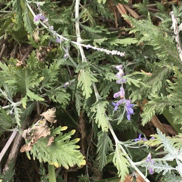 Perovskia atriplicifolia Fiore