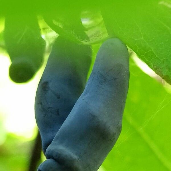 Lonicera caerulea Fruit