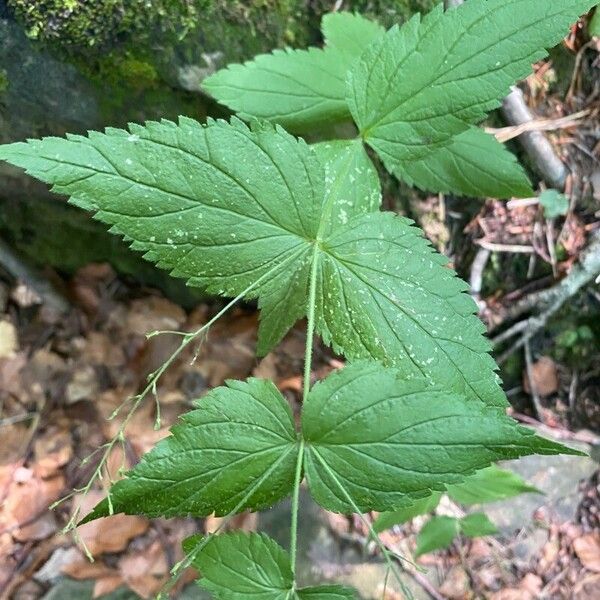 Veronica urticifolia Feuille