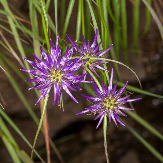 Phyteuma scheuchzeri 樹皮