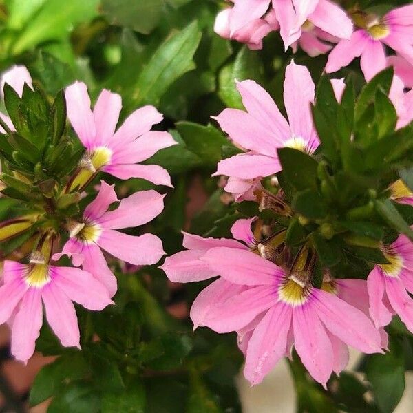 Scaevola aemula Flower