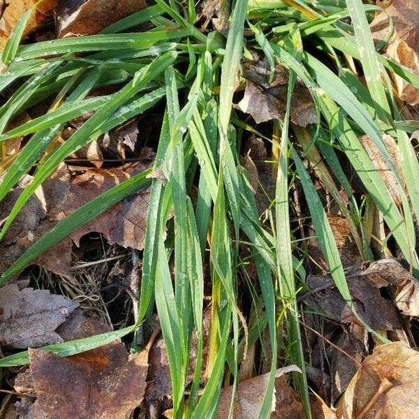 Paspalum dilatatum Hábitos