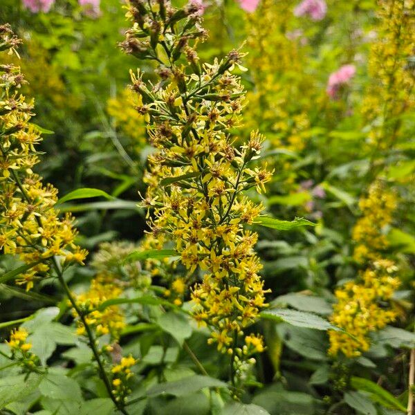 Solidago flexicaulis പുഷ്പം