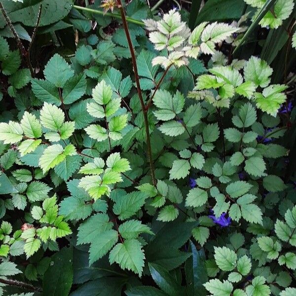 Astilbe japonica Habit