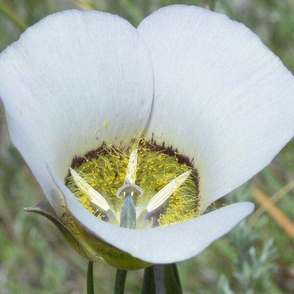 Calochortus gunnisonii Flower