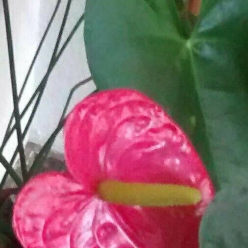 Anthurium andraeanum Květ