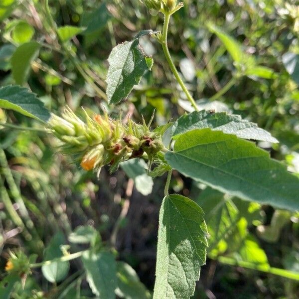 Malvastrum americanum Leaf