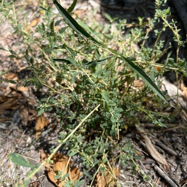 Atriplex semibaccata Yaprak