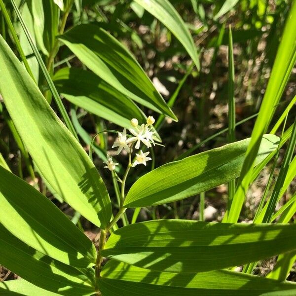 Maianthemum stellatum Flor