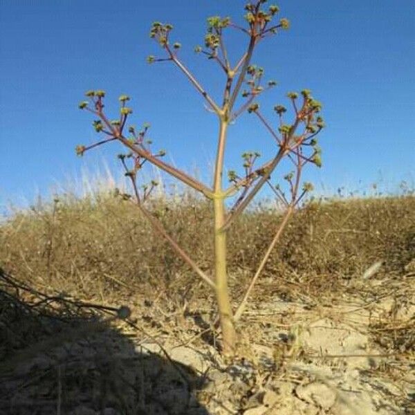 Ferula biverticellata
