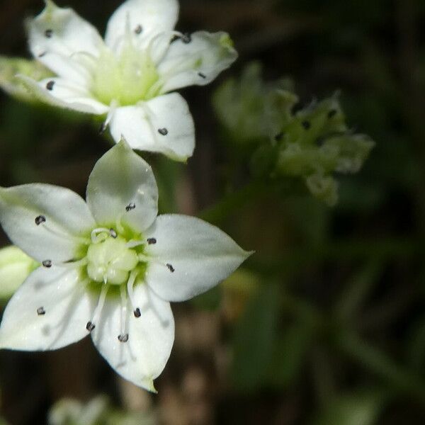 Sedum hirsutum 花