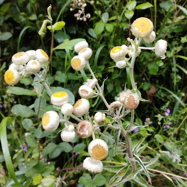 Helichrysum foetidum ফুল