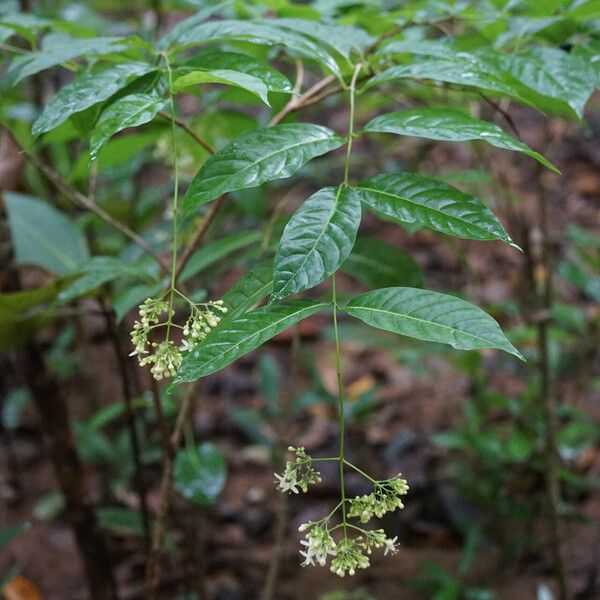 Aegiphila panamensis Buveinė