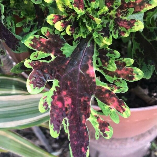 Coleus scutellarioides Leaf