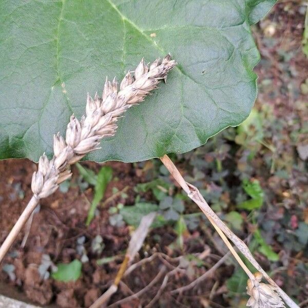 Triticum aestivum Fruit