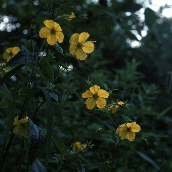 Lysimachia lanceolata Yeri