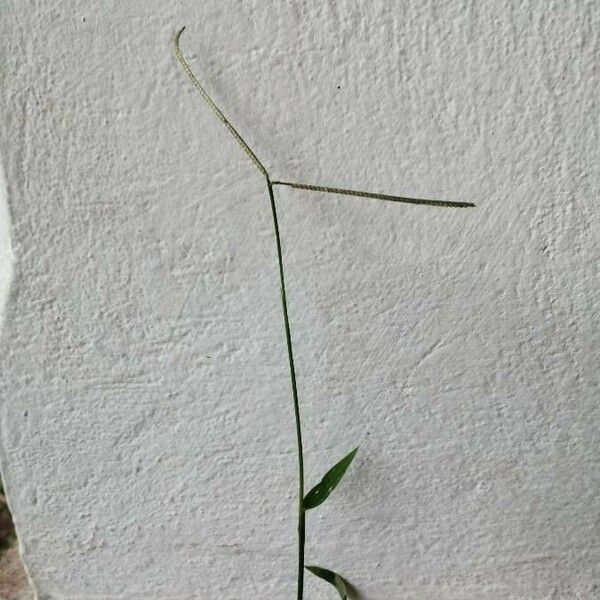 Paspalum conjugatum Flor