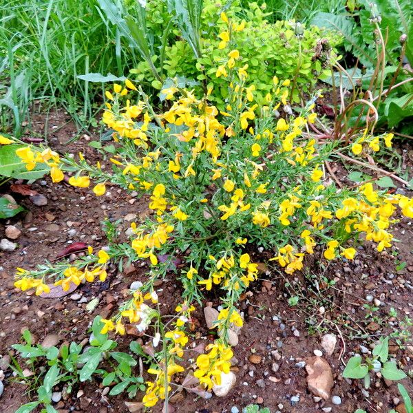 Genista pilosa Yeri