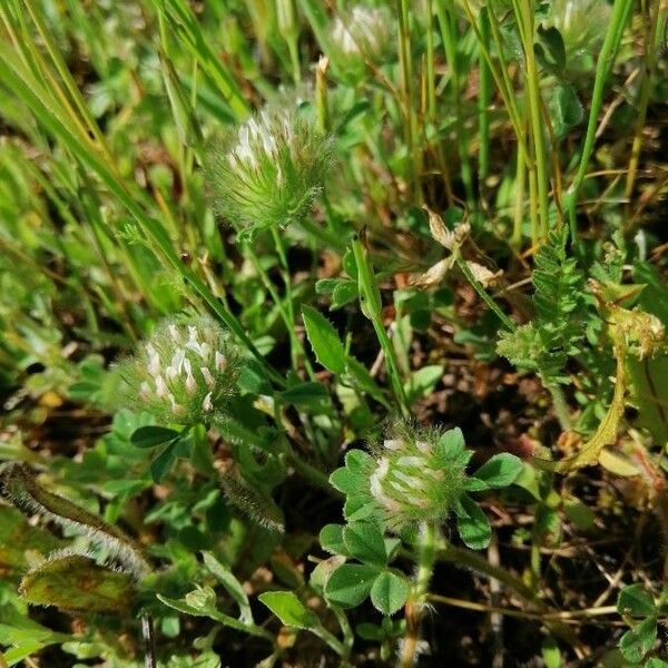 Trifolium cherleri Flower