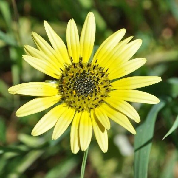 Arctotheca calendula പുഷ്പം