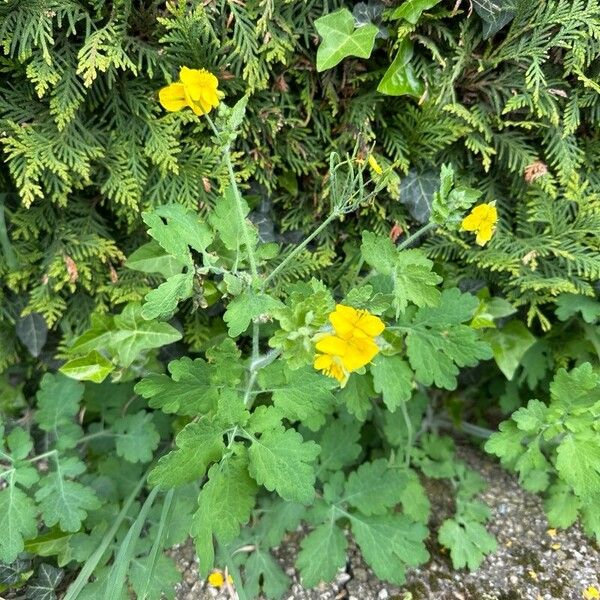 Chelidonium majus Habit