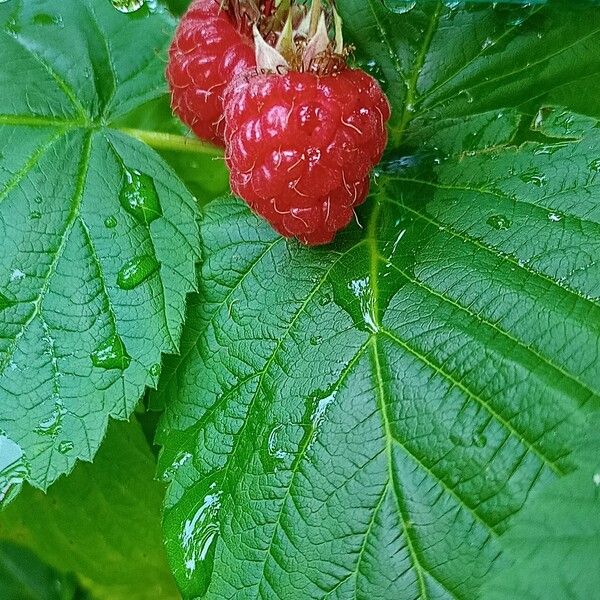 Rubus idaeus 果