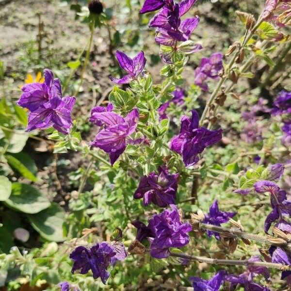 Salvia viridis Flower